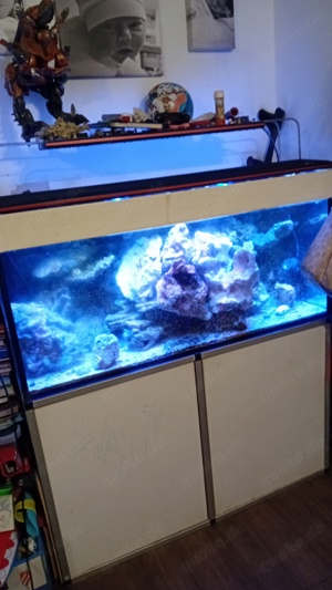 Meerwasser Aquarium 