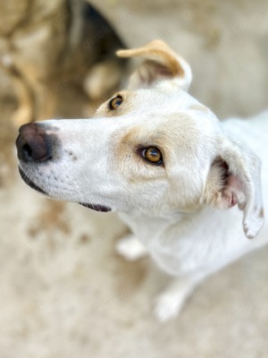 Gustav braucht ein liebevolles Zuhause, ganz dringend!!!