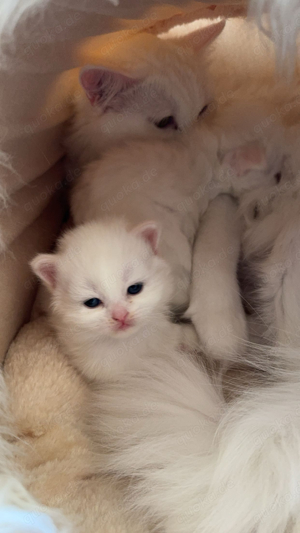 bkh blh kitten 