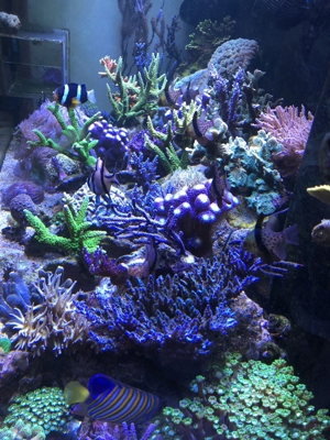 Verschiedene Korallenableger Bild 4