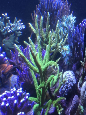 Verschiedene Korallenableger Bild 2