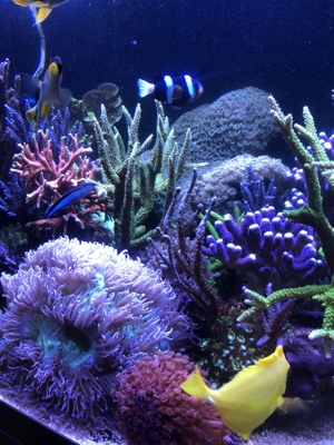 Verschiedene Korallenableger Bild 6