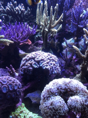 Verschiedene Korallenableger Bild 9