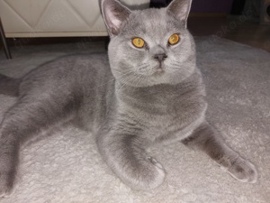 Reinrassige BKH Kitten Britisch Kurzhaar mit STAMMBAUM  Bild 6