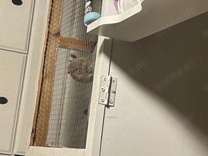 Degumännchen ( Brüder ) Bild 7