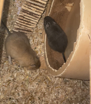 Degumännchen ( Brüder ) Bild 2