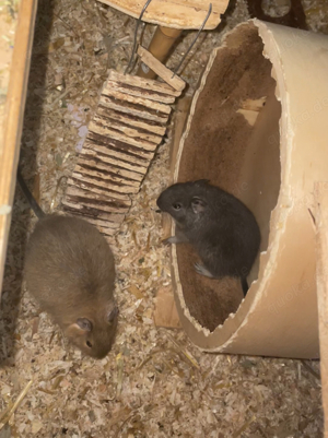 Degumännchen ( Brüder )