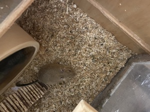Degumännchen ( Brüder ) Bild 9