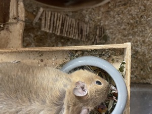 Degumännchen ( Brüder ) Bild 6