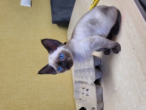 Devon Rex Kitten 