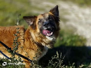 LEON    auf der suche nach seinem Traumkörbchen Bild 8