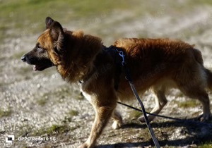 LEON    auf der suche nach seinem Traumkörbchen Bild 7