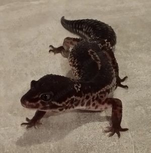 Leopargecko NZ 2023
