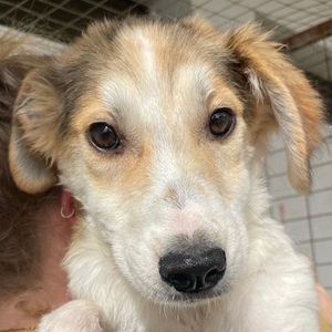 Fichte, geb. ca. 07 2023, lebt in GRIECHENLAND, im städt. Tierheim Serres