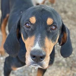  Joker, geb. ca. 11 2021, lebt in GRIECHENLAND, im städt. Tierheim Serres