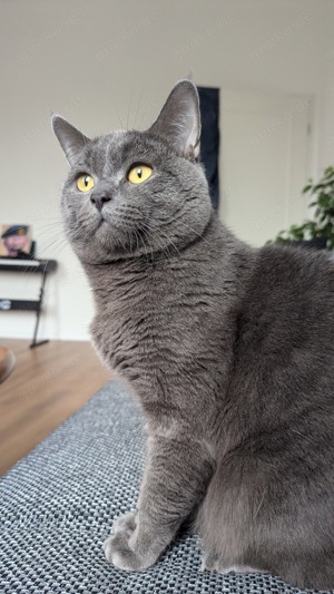 Kartäuser Deckkater  Bild 2