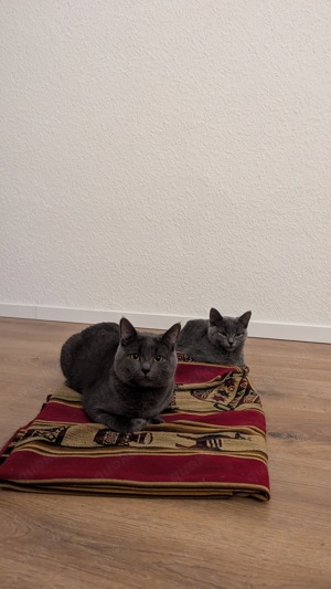 Kartäuser Deckkater  Bild 4