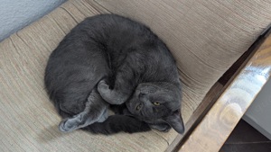 Kartäuser Deckkater  Bild 3