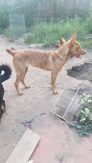 Amalia, lieb, verträglich, aktiv.  Bild 6