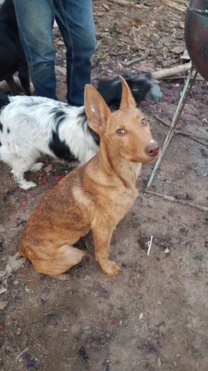 Amalia, lieb, verträglich, aktiv.  Bild 9