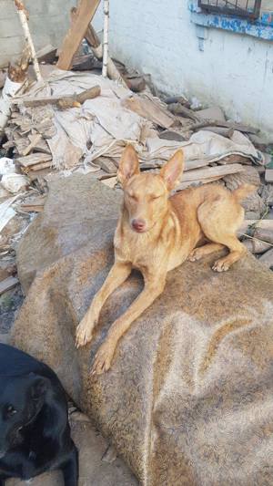 Amalia, lieb, verträglich, aktiv.  Bild 8