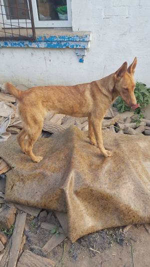 Amalia, lieb, verträglich, aktiv.  Bild 7