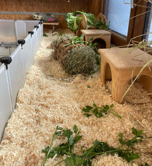 Meerschweinchen Männchen abzugeben 