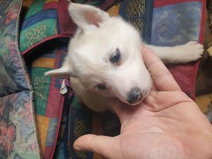 Zuckersüß reinrassige Siberian Husky Hündin