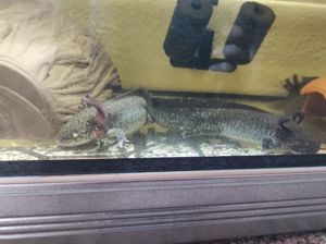 Axolotl Männchen 