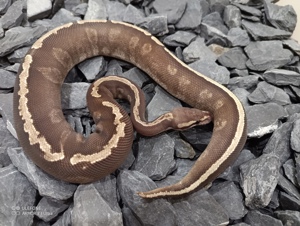 1.0 Mojave GHI Orbit pos Fire NZ 23 Königspython 