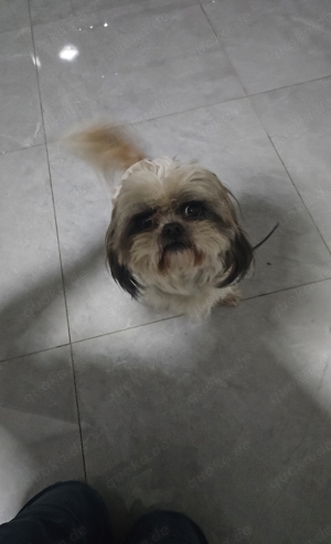 Shih-Tzu, Deckrüde