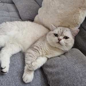 BKH Deckkater 