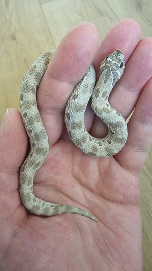 Axanthic Conda het. Snow (W, 06.24), Hakennasennatter, Hognose