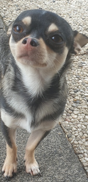 Unsere drei Chihuahua Deckrüden in kurz und Langhaar stehen für passende Damen zum decken bereit. 