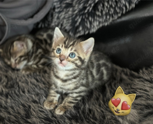 traumhafte Bengalkitten