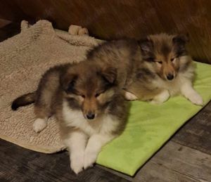 Ray und Randy Colliewelpe sabel Papiere VDH   CfbrH
