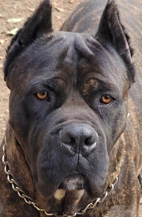 Cane Corso x Presa Canaria Welpen 