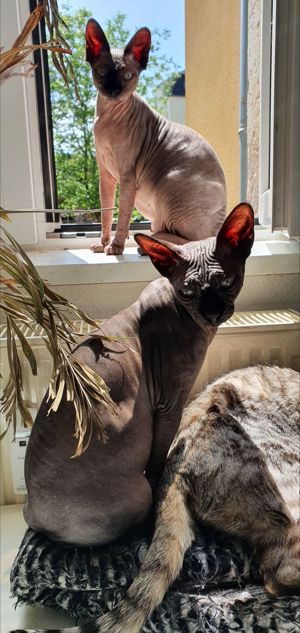 Sphynx mit Stammbaum, gechipt, geimpft, kastriert Bild 2