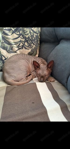 Sphynx mit Stammbaum, gechipt, geimpft, kastriert Bild 3