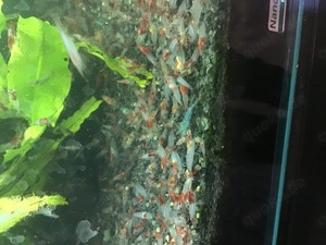 Zwerggarnelen abzugeben Red Rili Mix