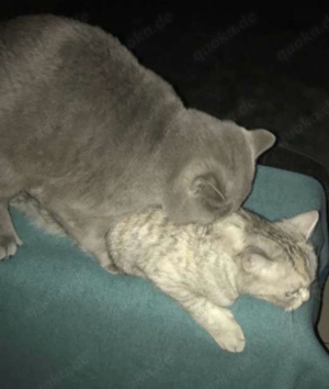 Deckkater BKH reinrassig in der Farbe Hell grau Bild 10