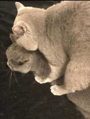 Deckkater BKH reinrassig kein verkauf  Bild 7