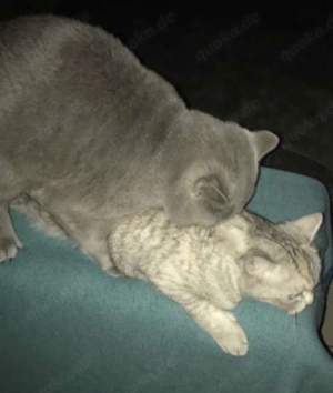 Deckkater BKH reinrassig kein verkauf  Bild 8