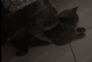 Deckkater BKH reinrassig kein verkauf  Bild 6
