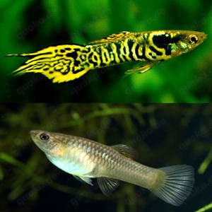 Endler Guppys
