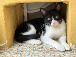 junger EKH Kater Fanta sucht neues Zuhause