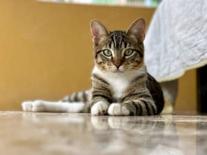 junger EKH Kater Fang sucht neues Zuhause