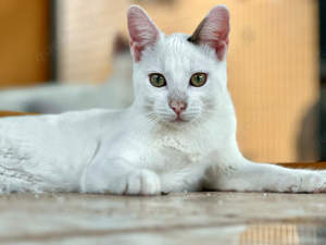 junger EKH Kater Ori sucht neues Zuhause