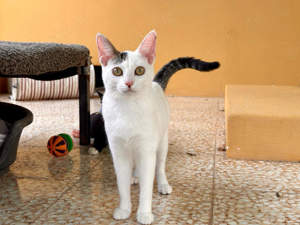 junge EKH Katze Oats sucht neues Zuhause