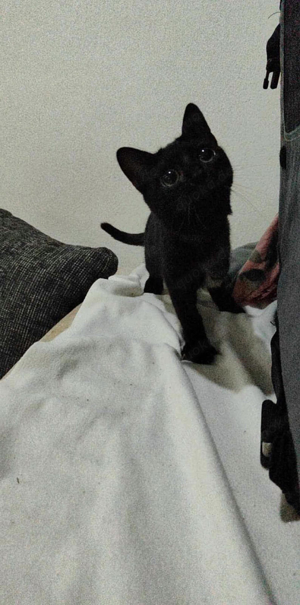 Katze Sumi sucht ein Zuhause